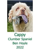 Cappy Clumber Spaniel Ben Hoyle 2022