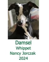 Damsel Whippet Nancy Jorczak 2024