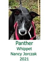 Panther Whippet Nancy Jorczak 2021