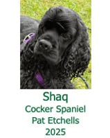 Shaq Cocker Spanie Pat Etchells