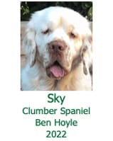 Sky Clumber Spaniel Ben Hoyle 2022
