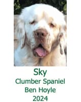 Sky Clumber Spaniel Ben Hoyle 2024