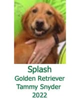 Splash Golden Retriever Tammy Snyder 2022